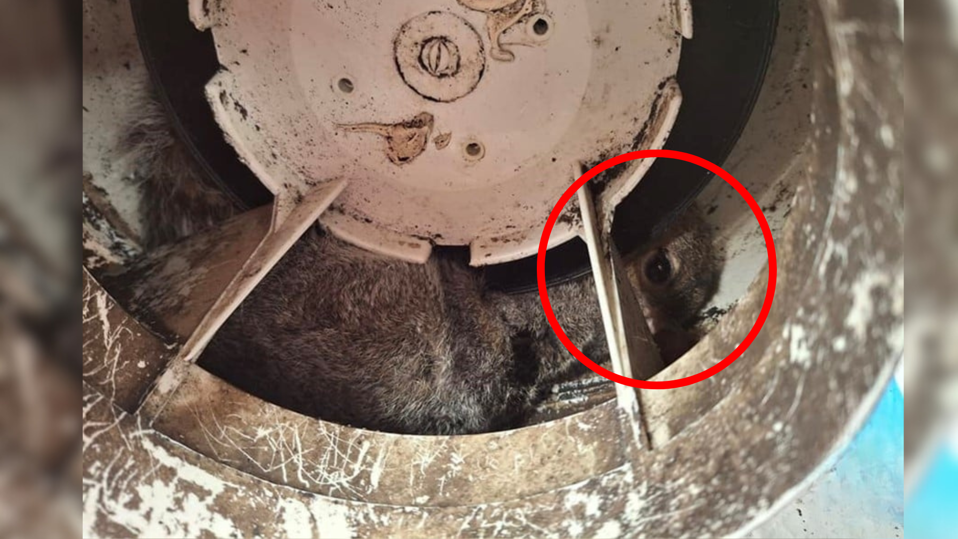 squirrel stuck inside fan