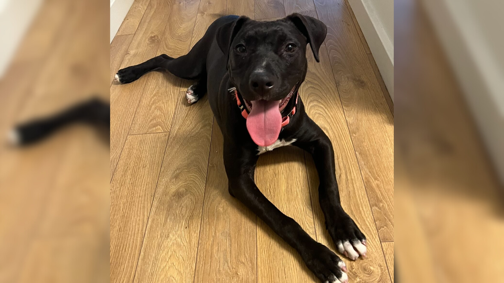 black pittbull smiling