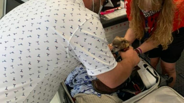 a man is looking at a dog
