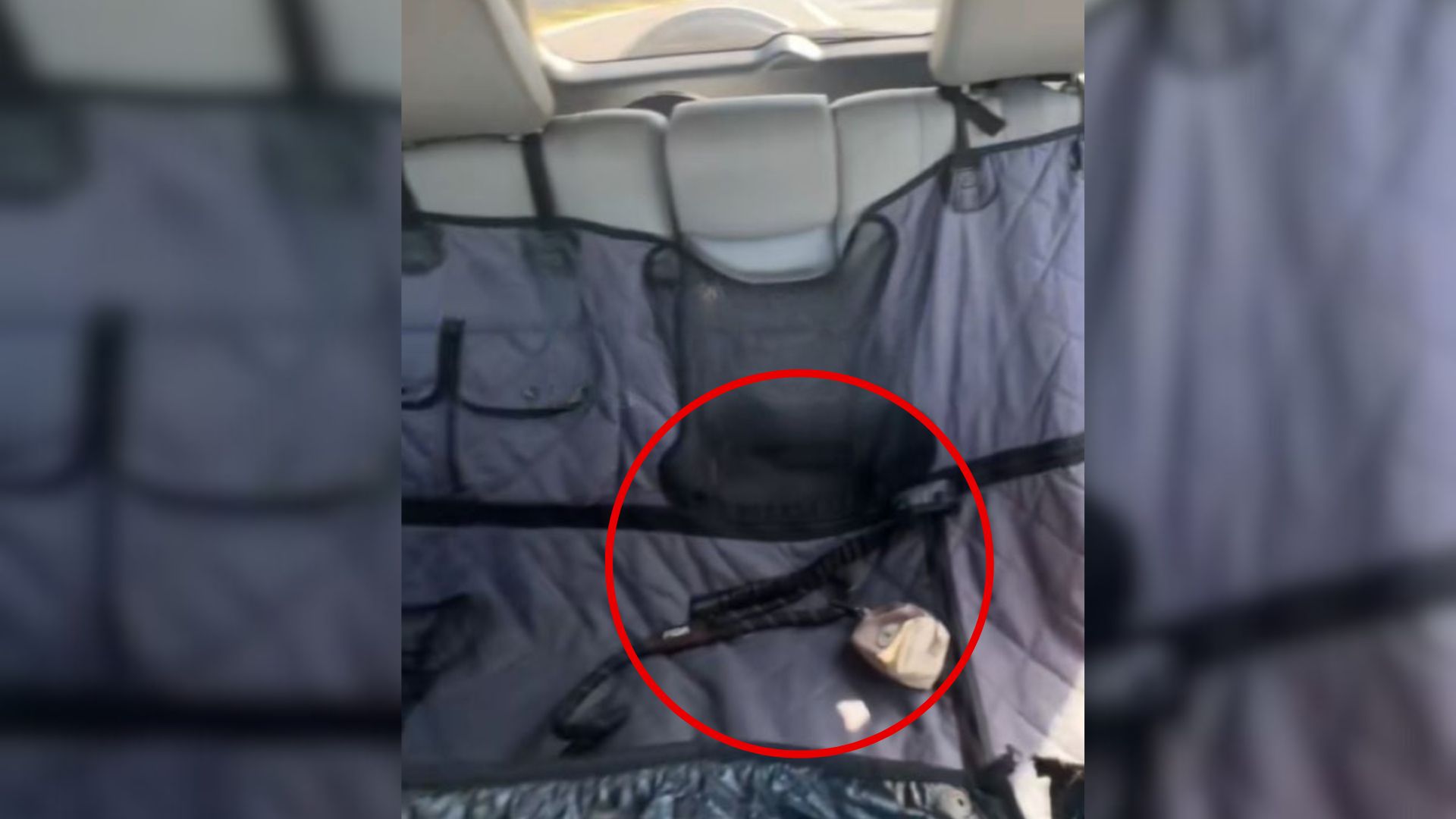 Texas Dog Sends Owner&rsquo;s Heart Racing When He Vanishes