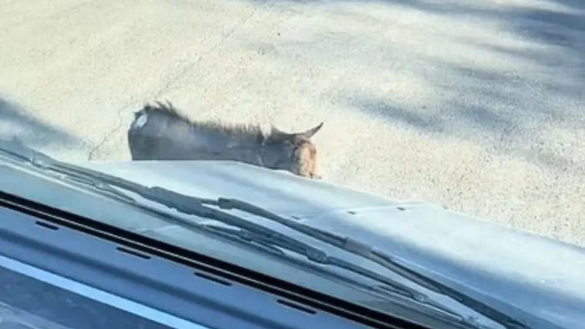 animal on road