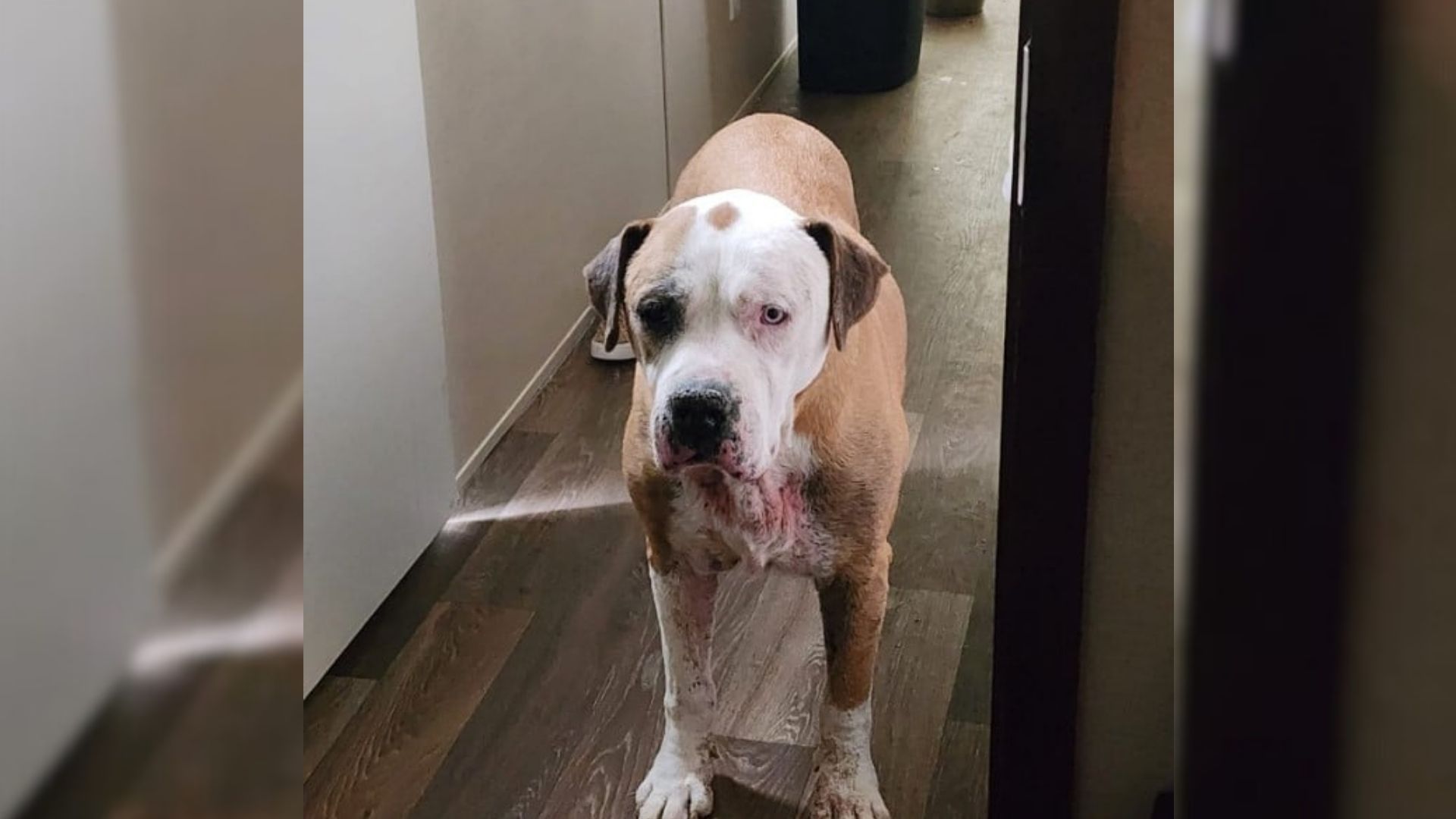 adorable dog in hall