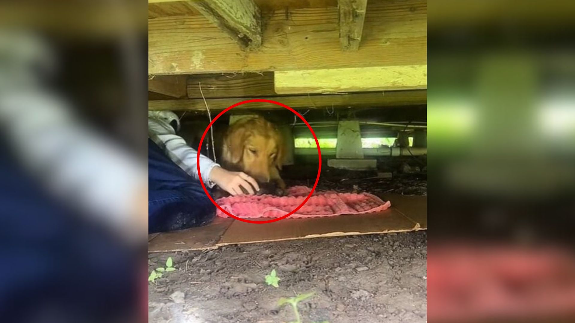 dog under house