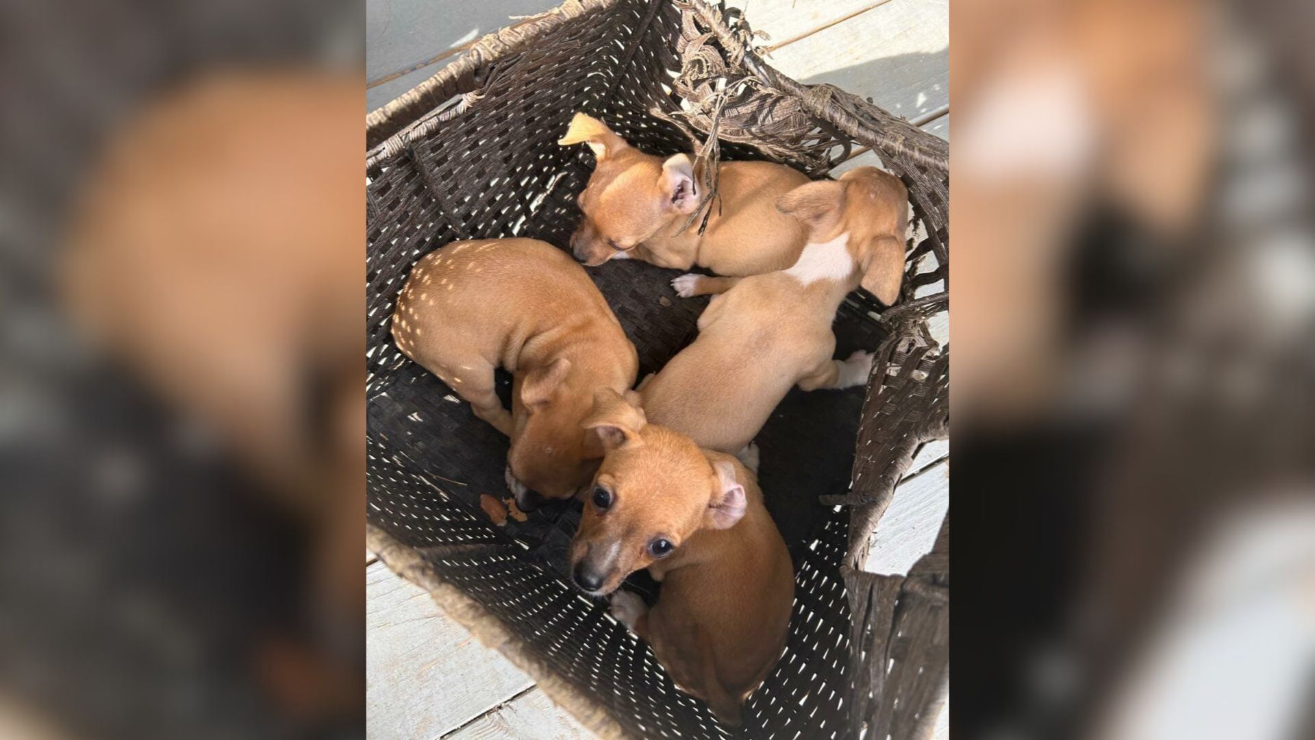 puppies in basket