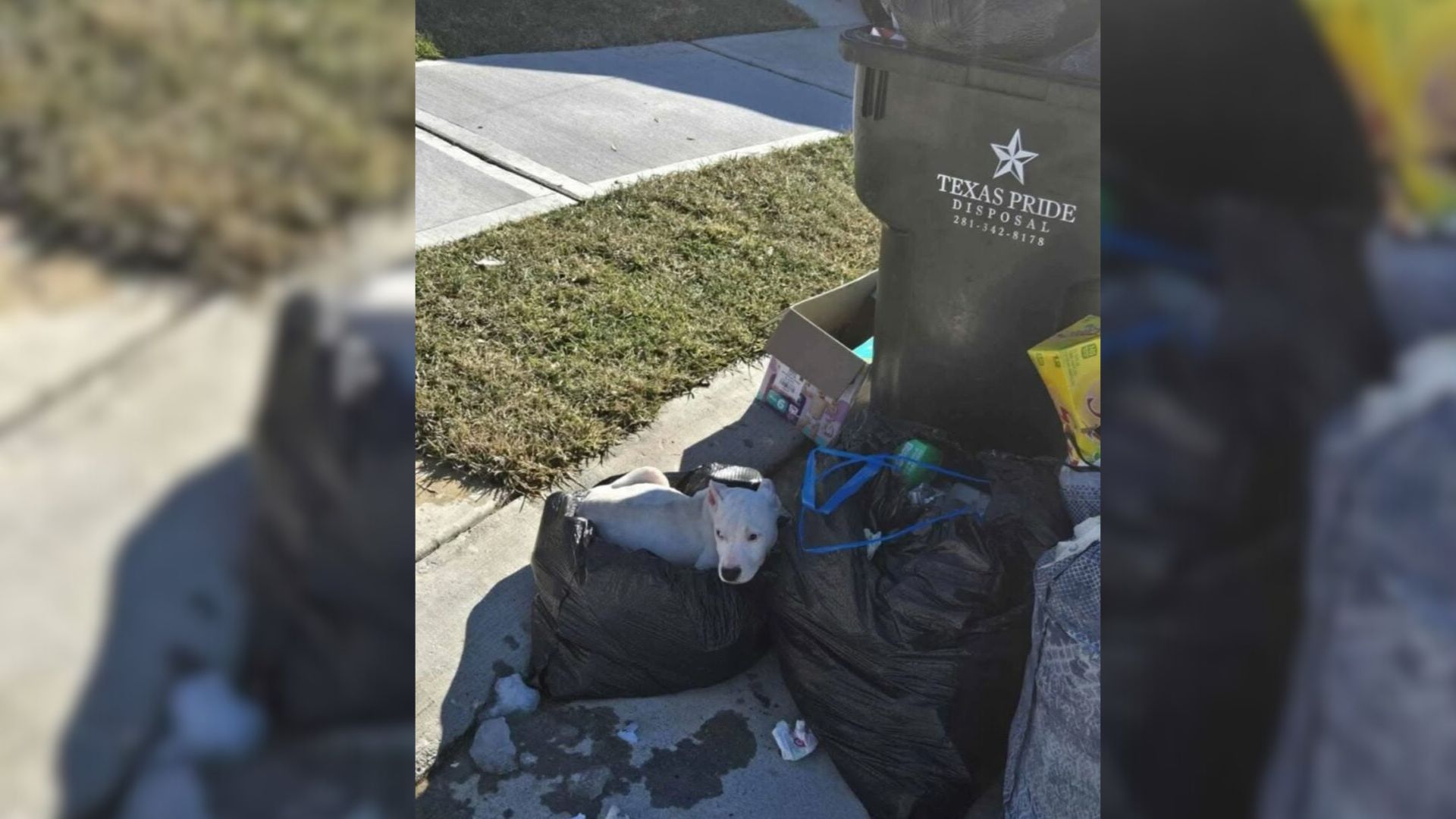 dog in trash