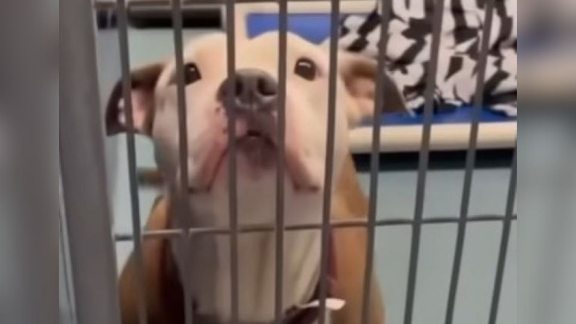 senior dog in shelter