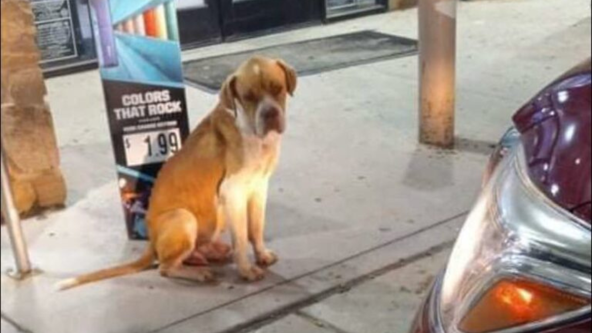 stray dog in the street