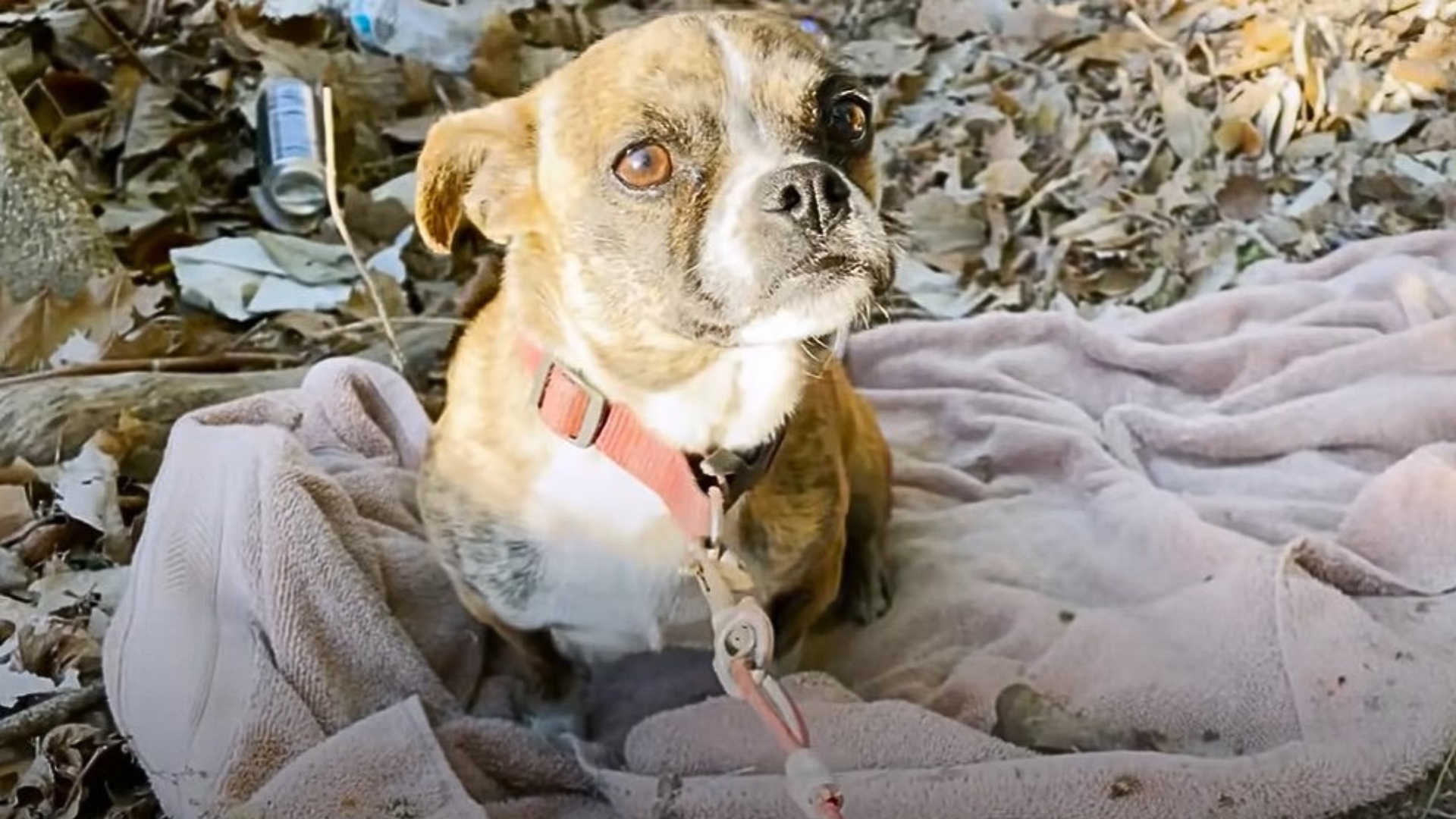 stray dog lying on blanket
