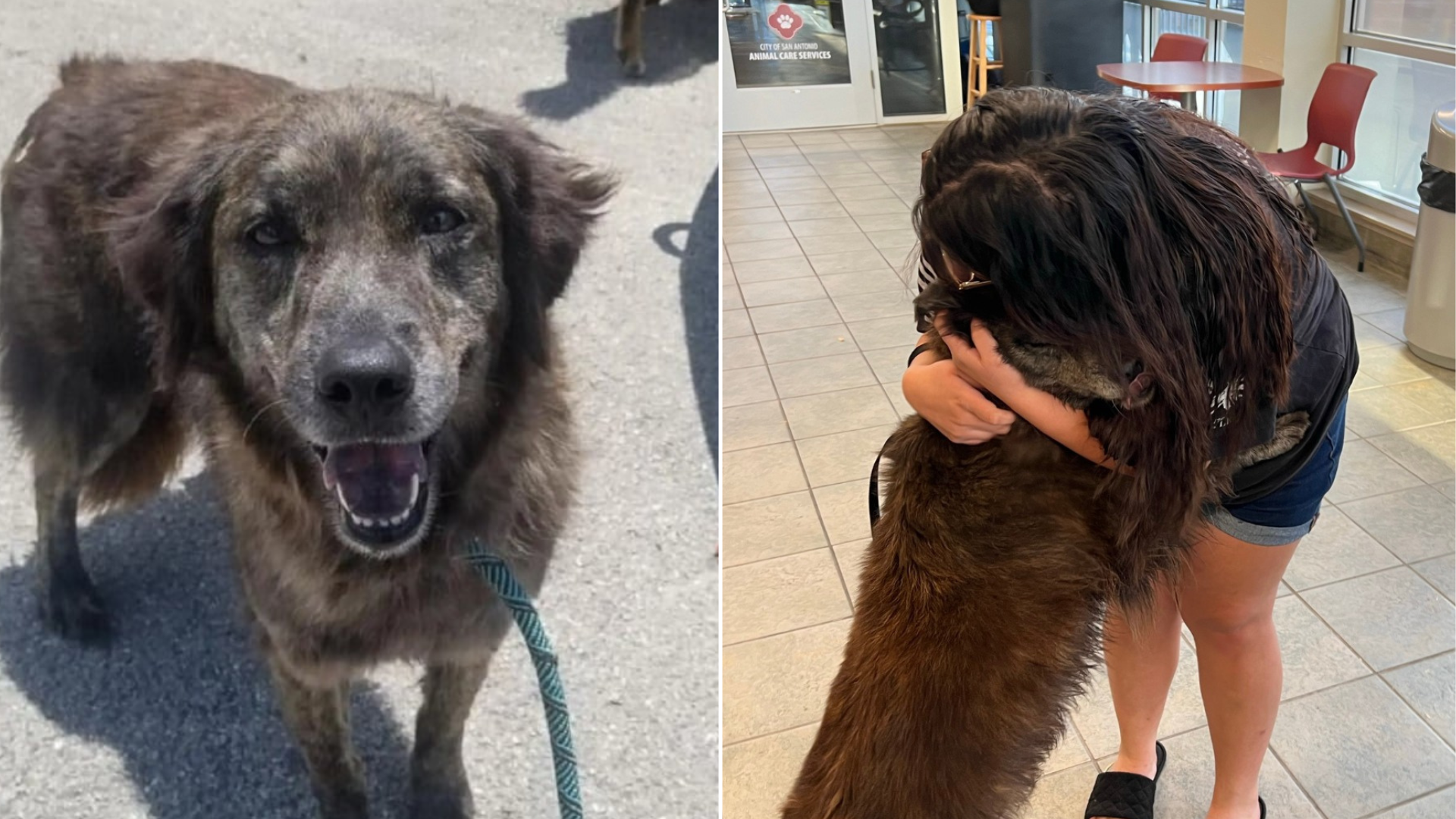 dog and woman reunited