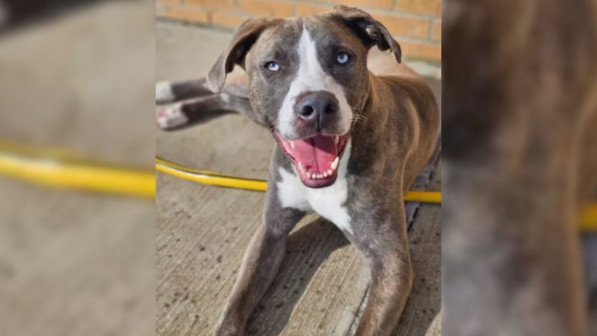 Texas Pup Returned To Shelter