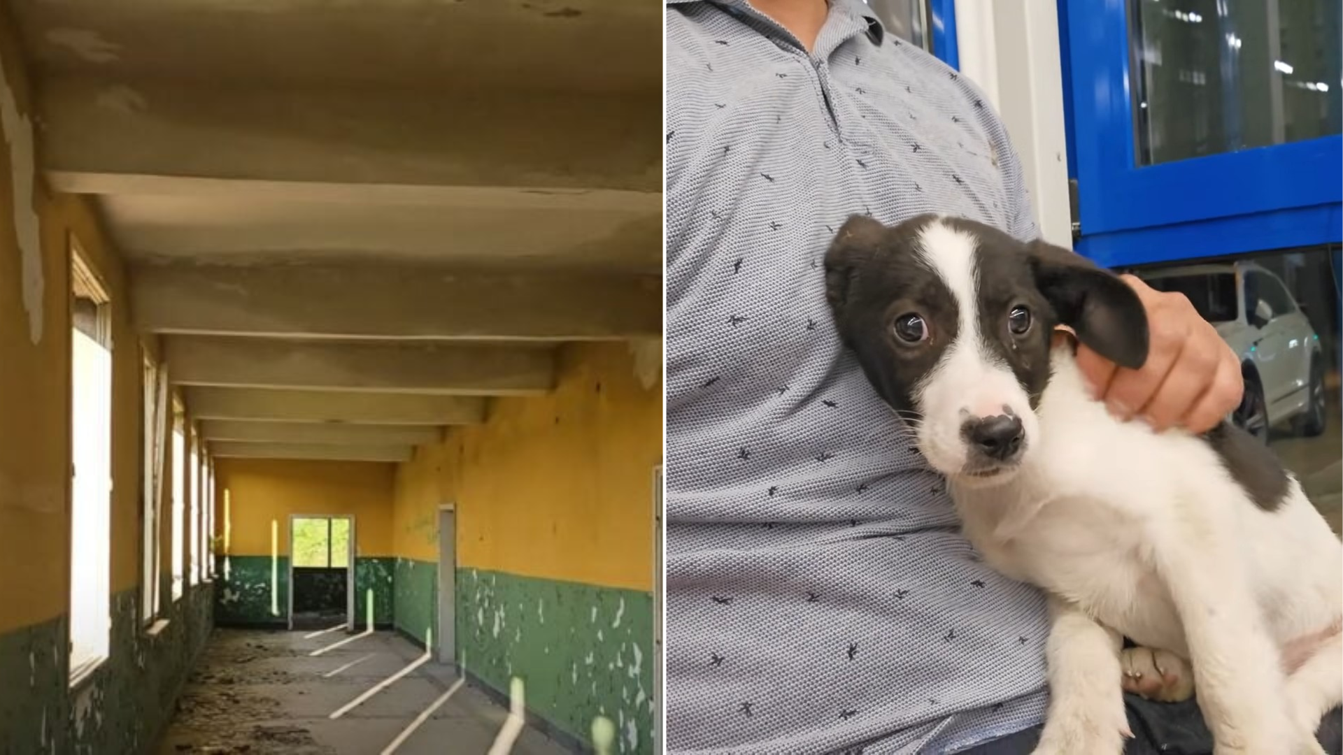 rescued puppy snuggling