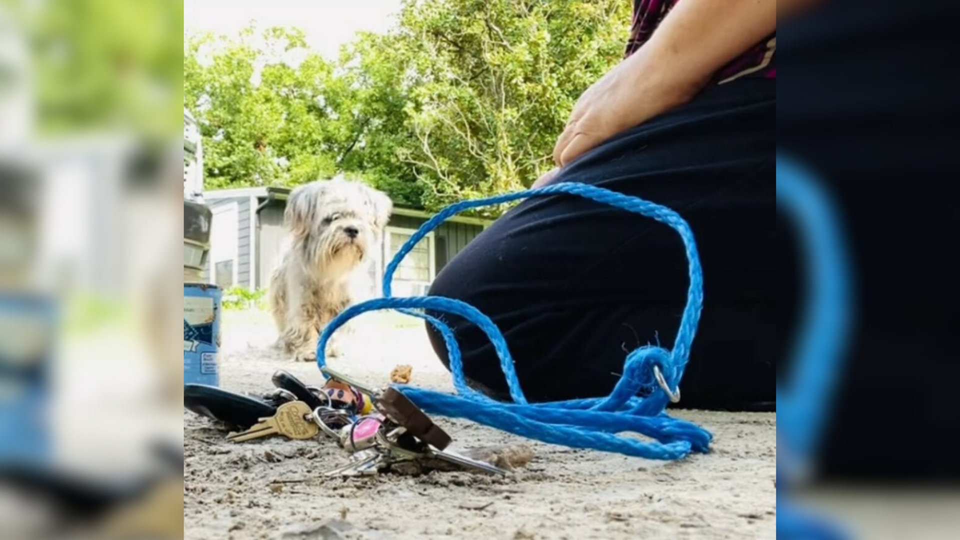 stray dog on a filthy street