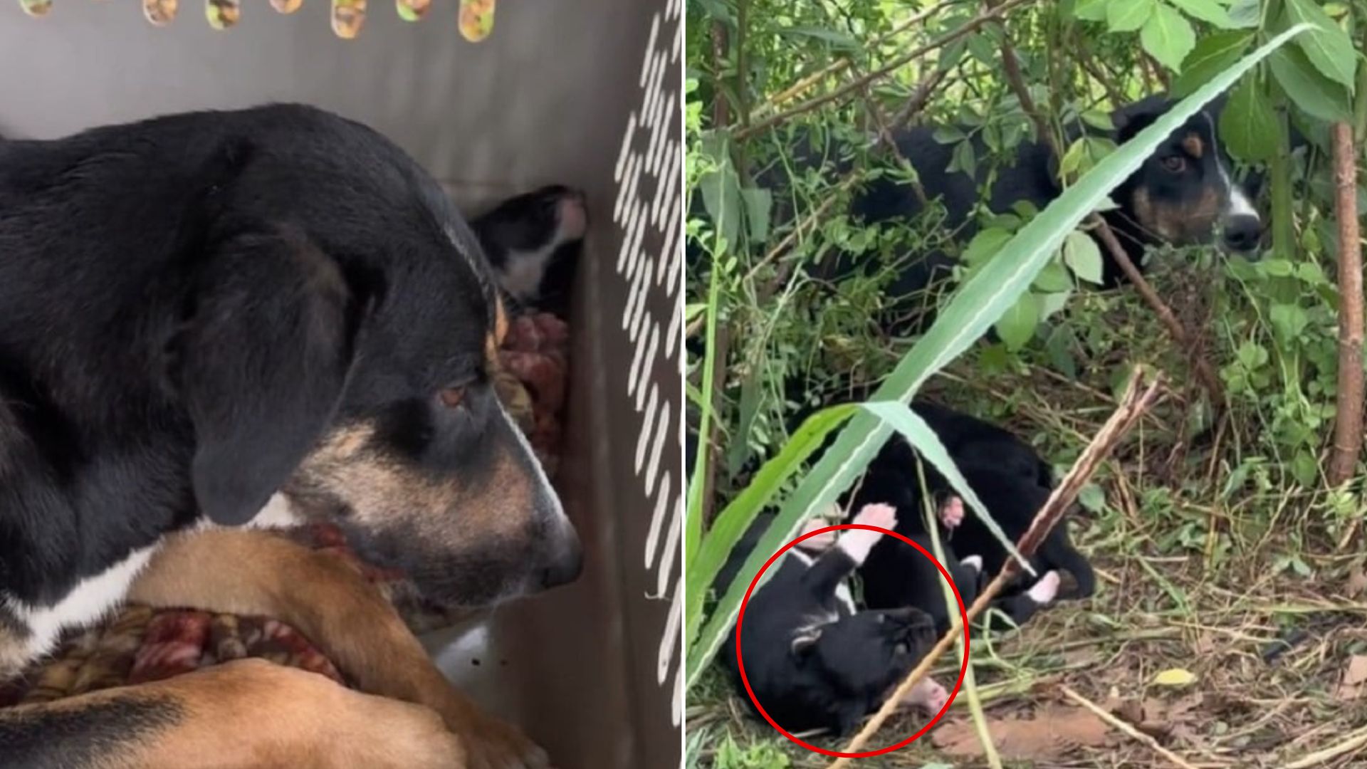 mother dog and puppies