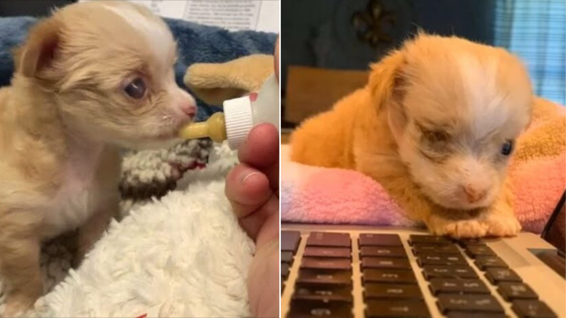 caring for newborn puppy