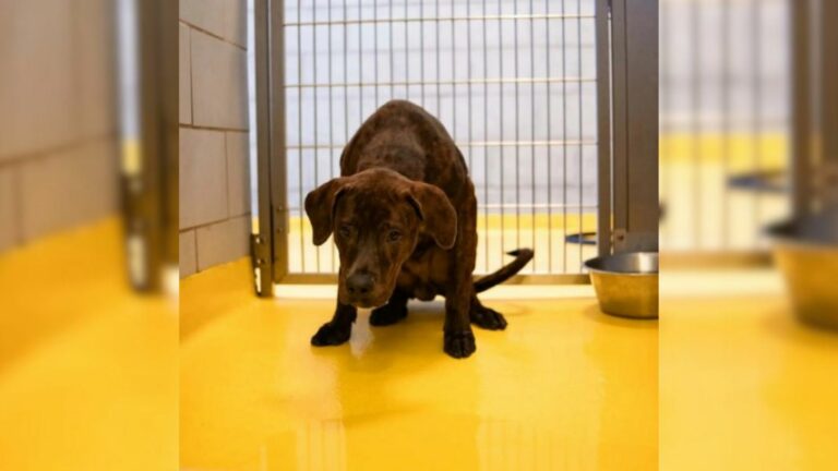 shelter pup