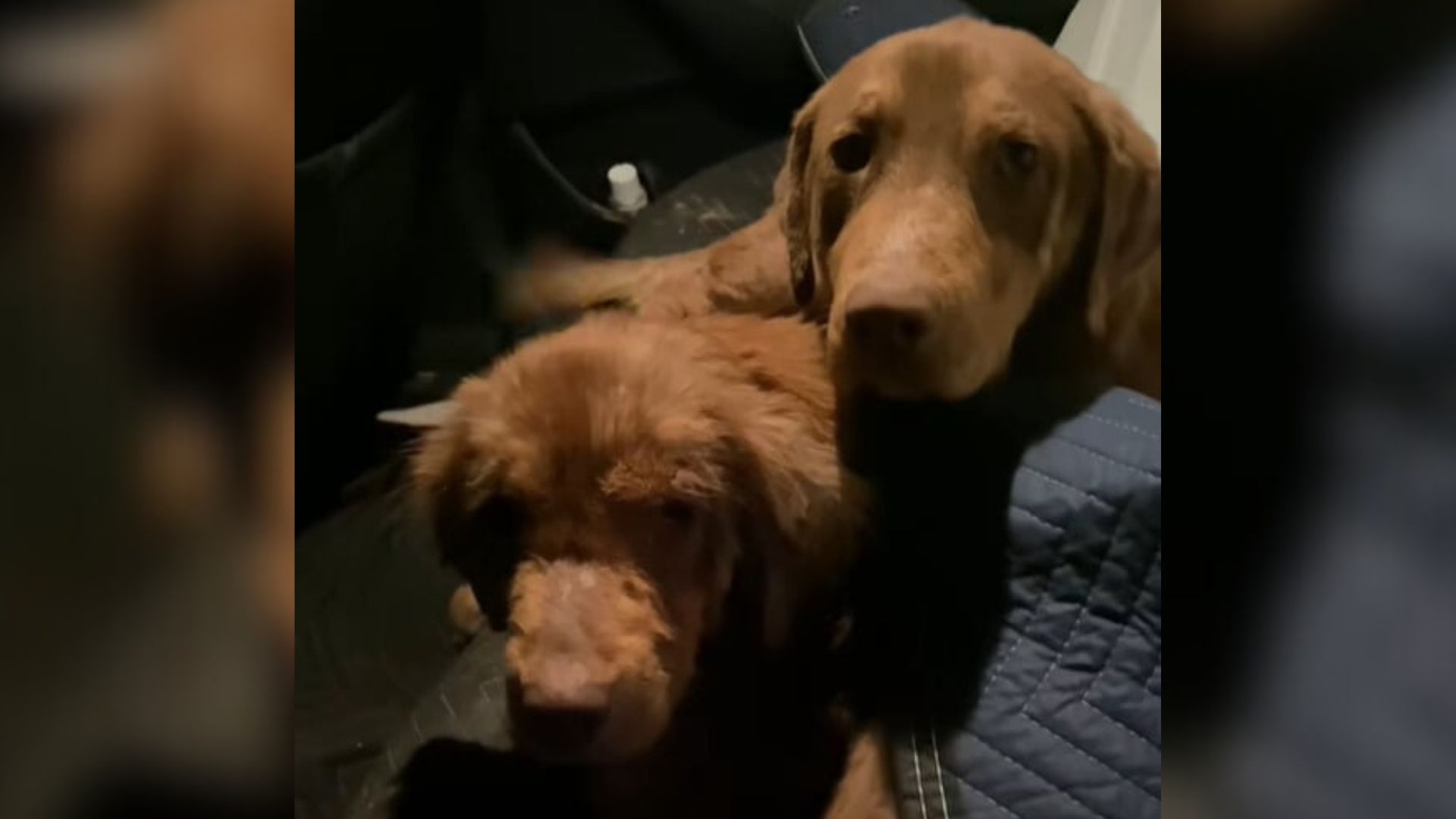 two brown dogs in the car