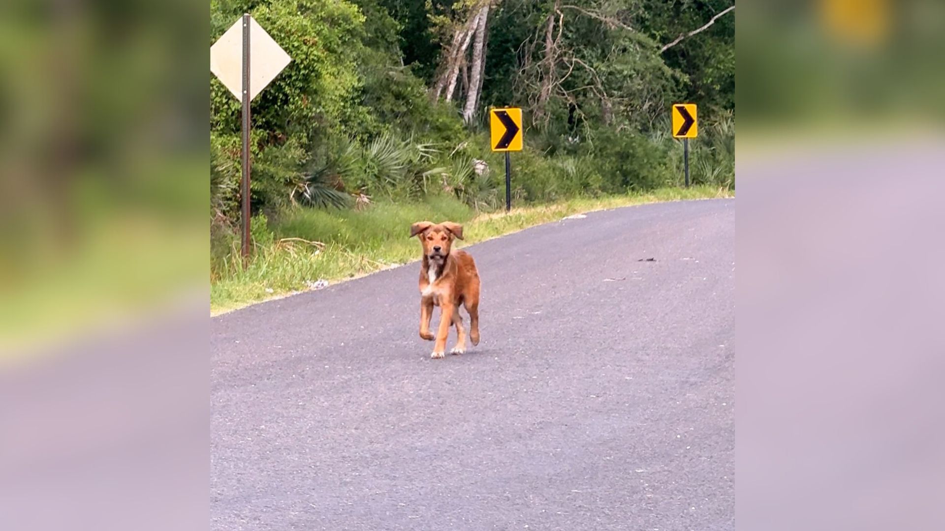 dog on road