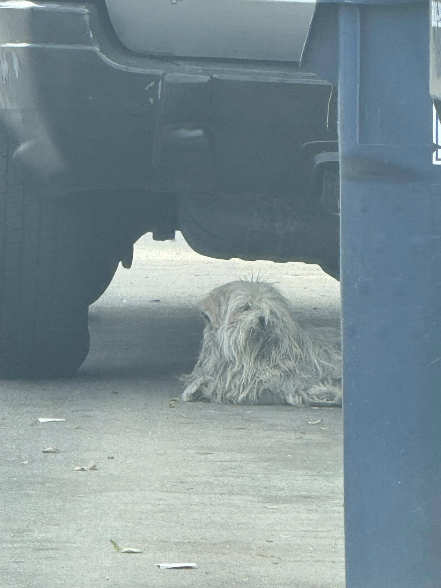 The dog is lying under the car