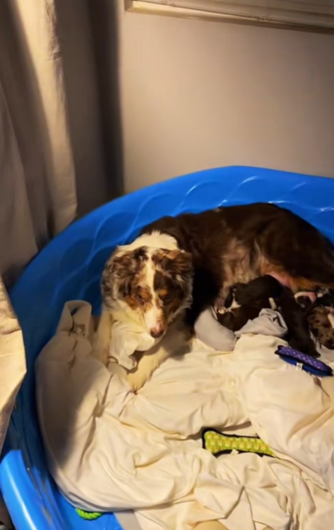 The dog is lying with its puppies