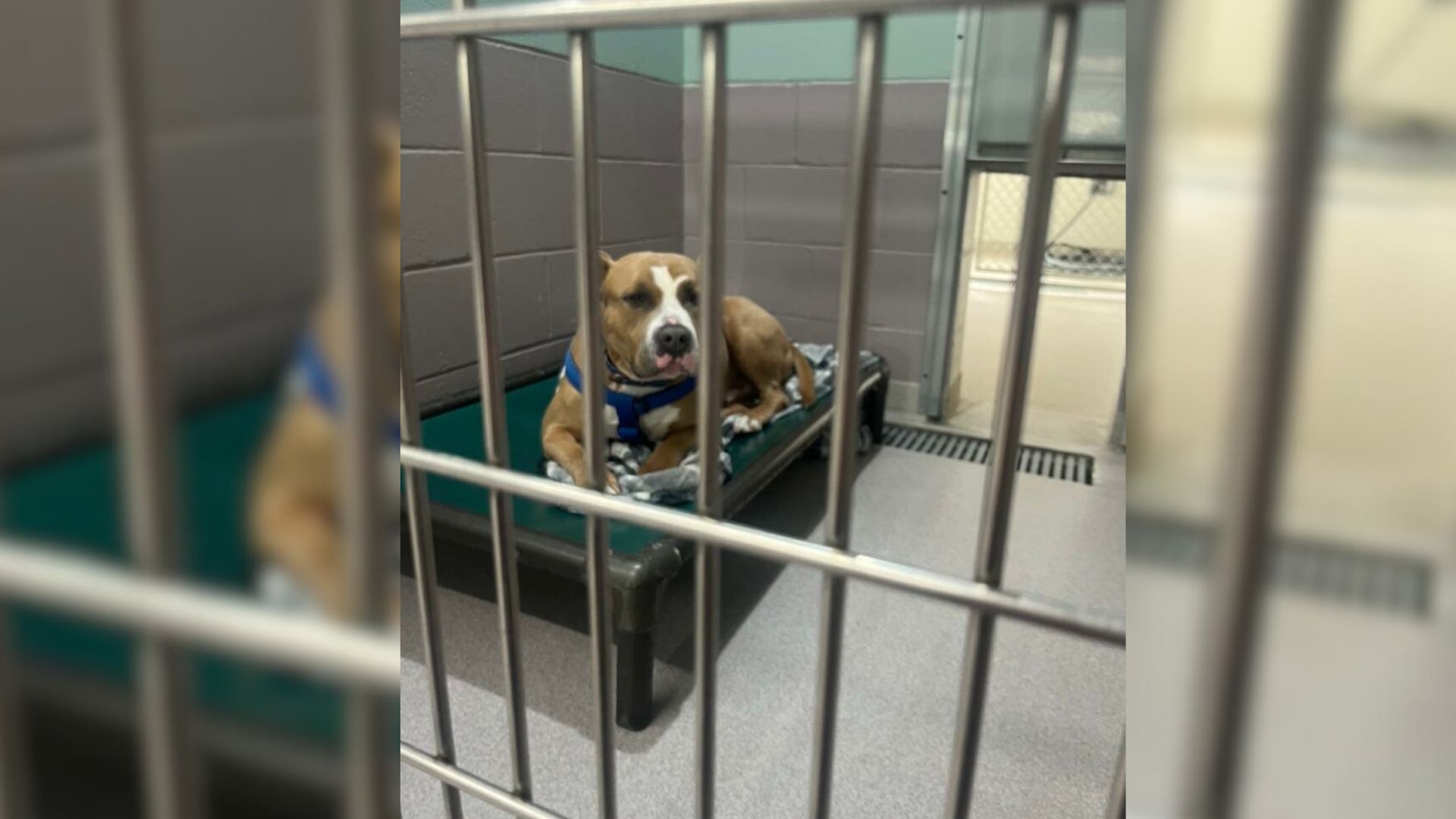 This Gentle Connecticut Pittie Keeps Getting Passed