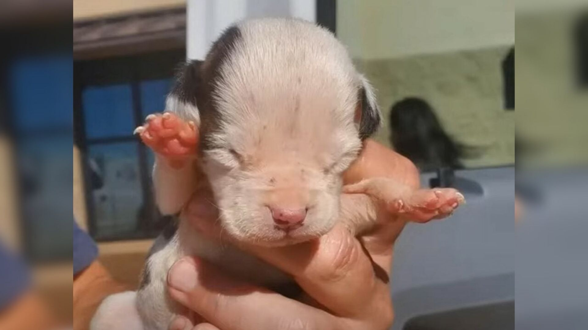 tiny puppy