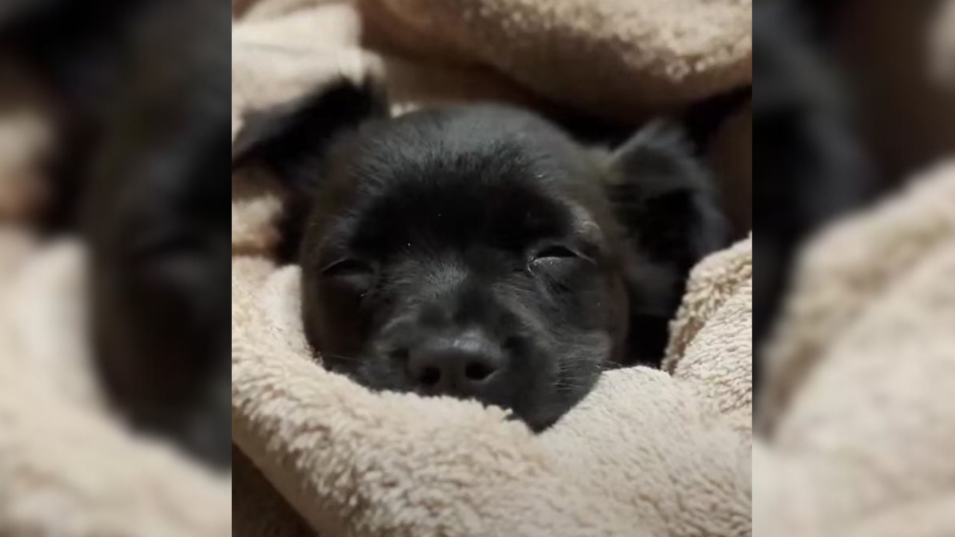 Two Boxes Arrive At A California Rescue