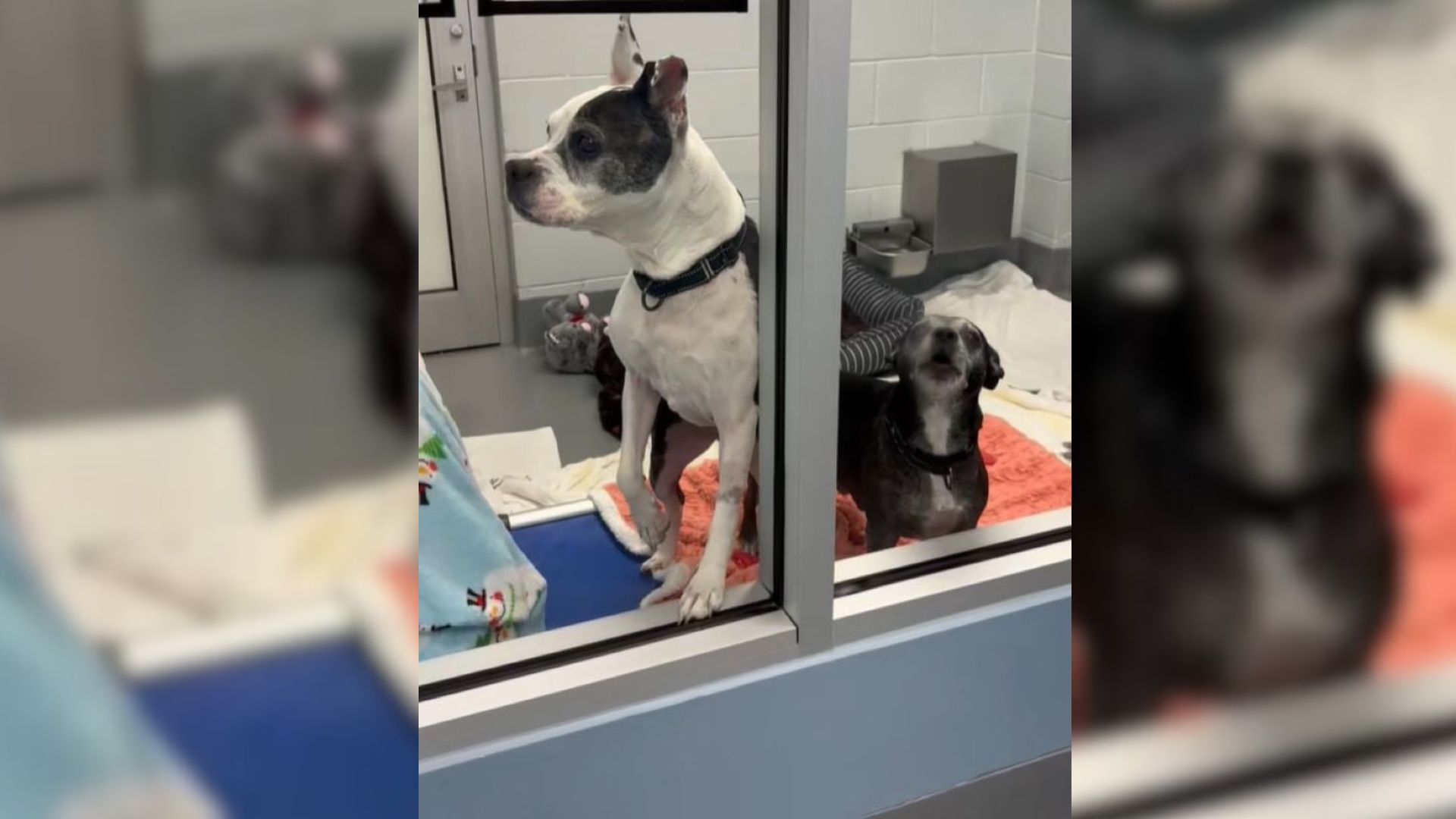 Two Dogs Left Behind At A Florida Shelter