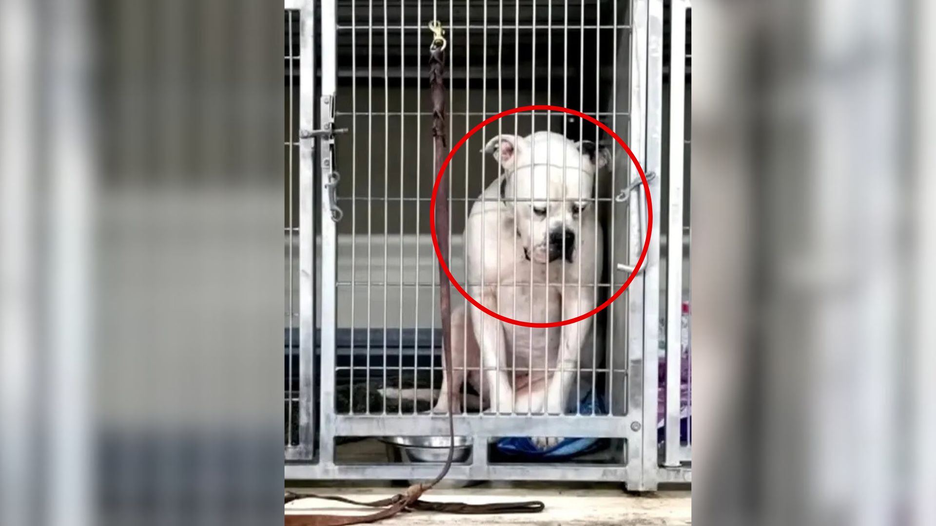 sad dog in shelter