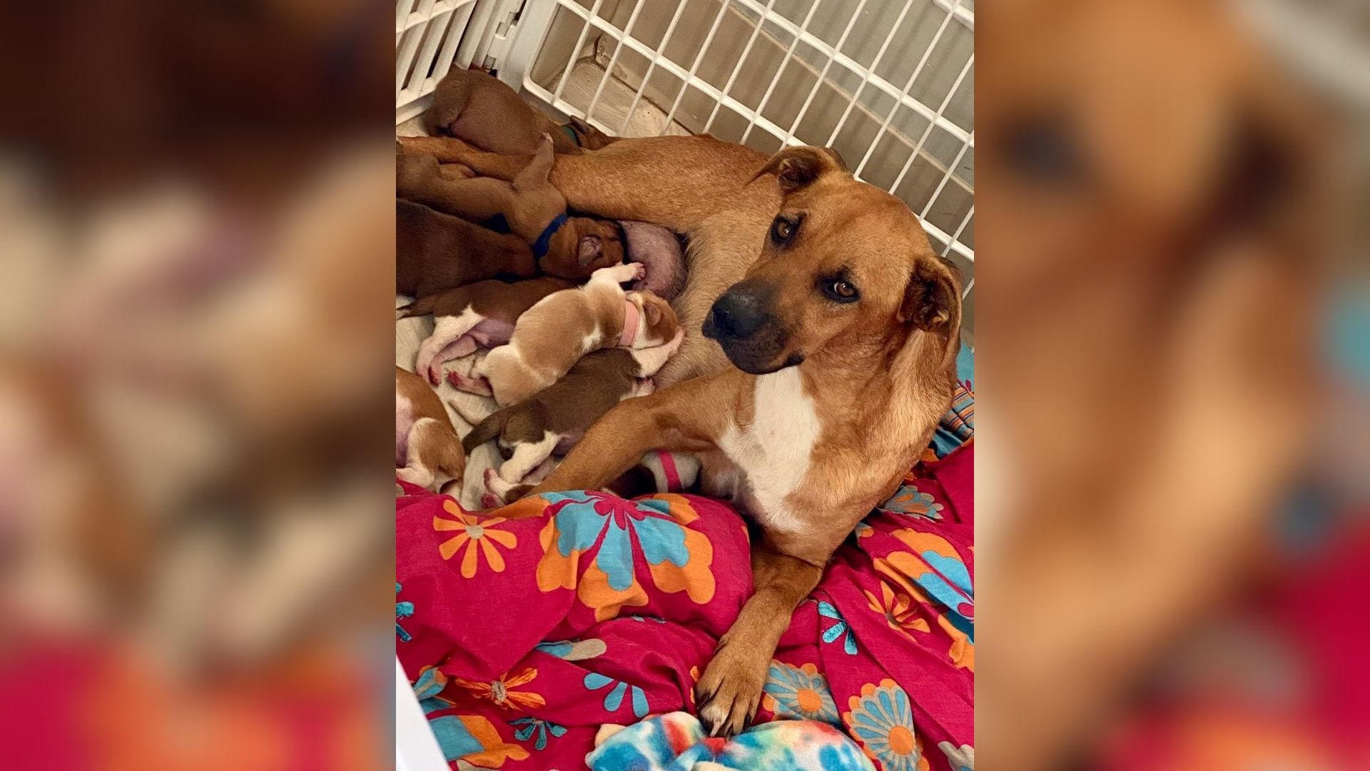 mother dog and puppies