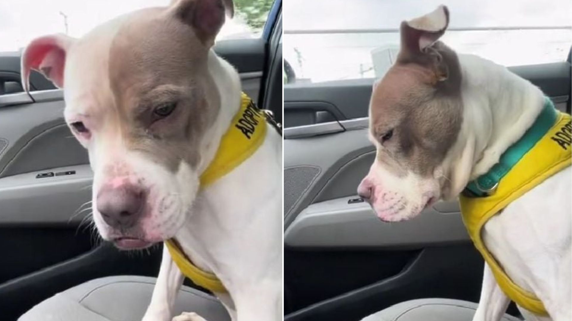 Virginia Dog’s Finds Brief Freedom Outside But Faces Sadness When She ...