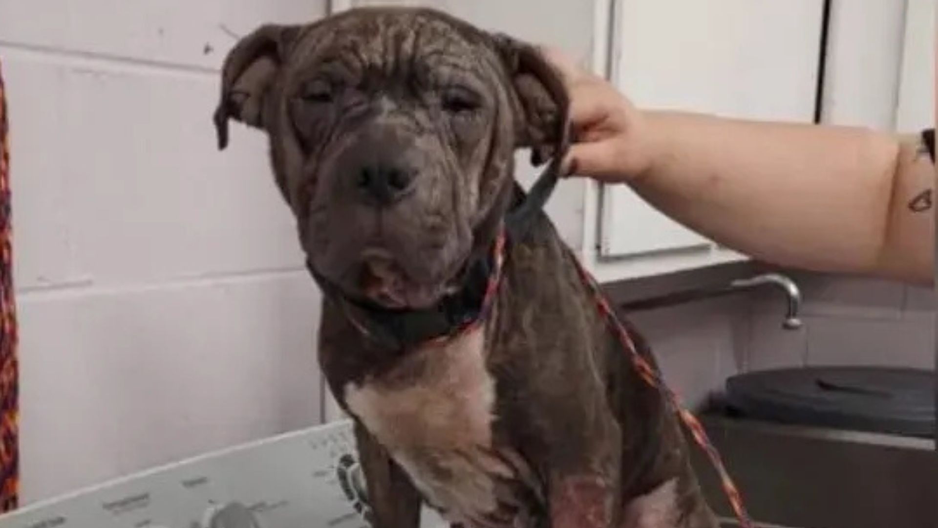 Virginia Rescuers Were Stunned