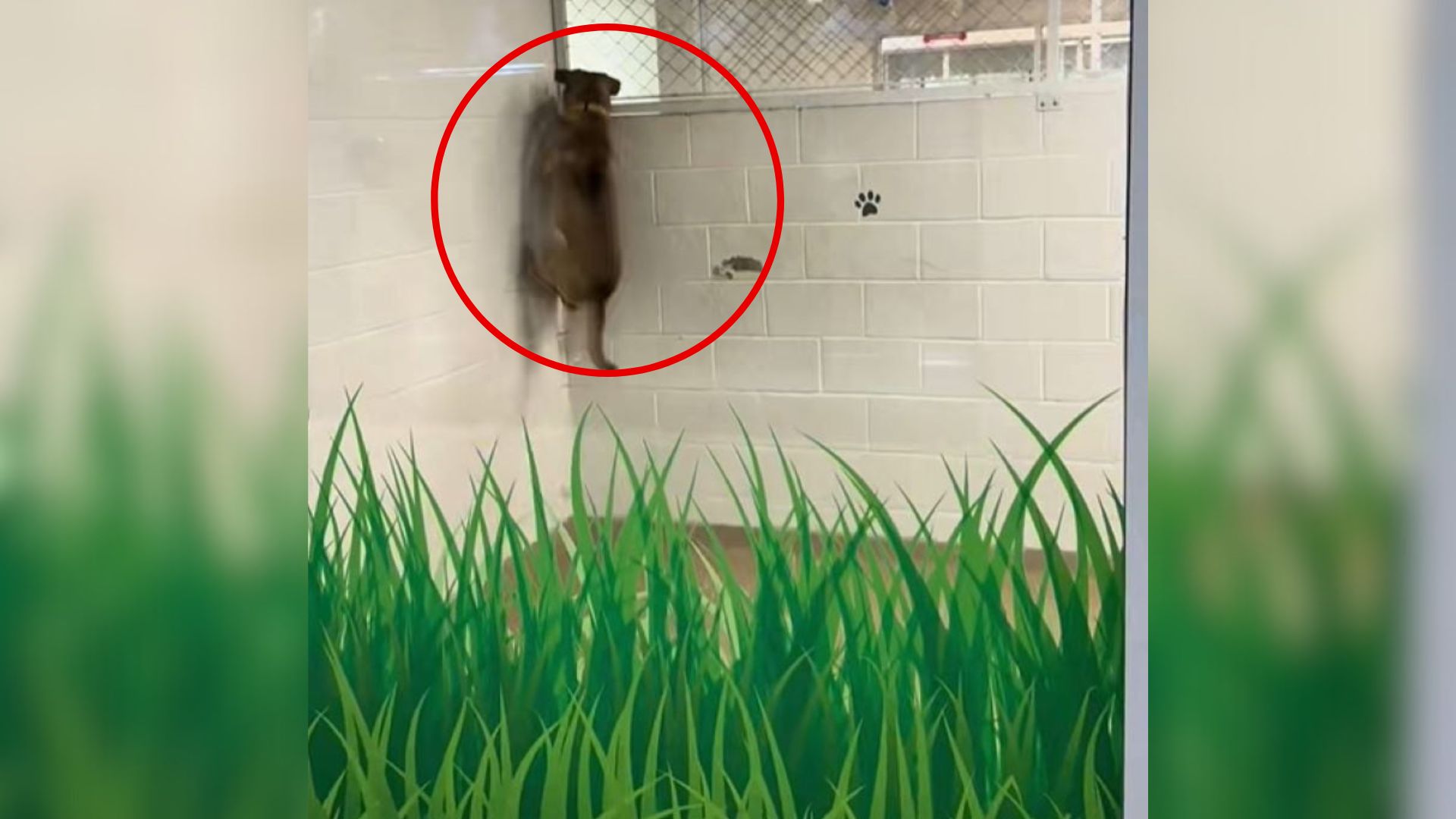 The dog is hanging on the window