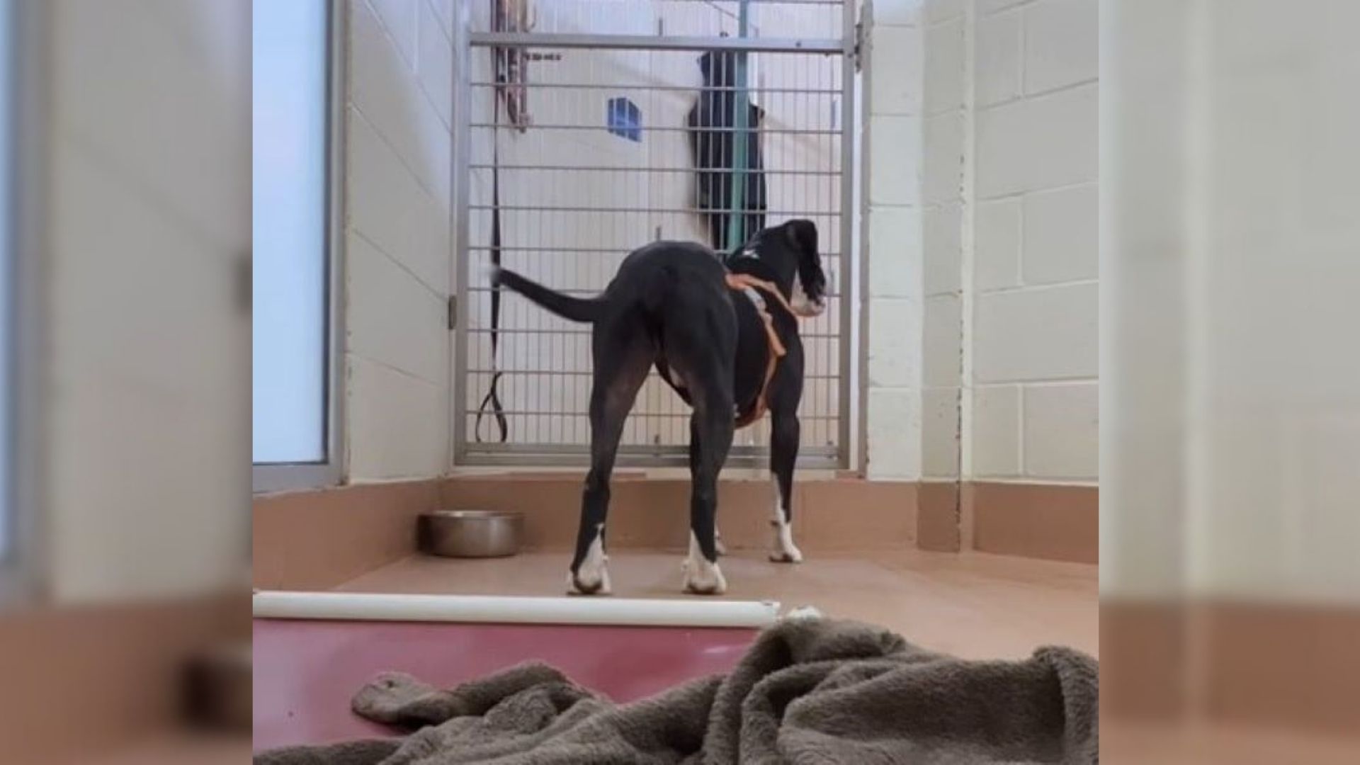 black dog in shelter