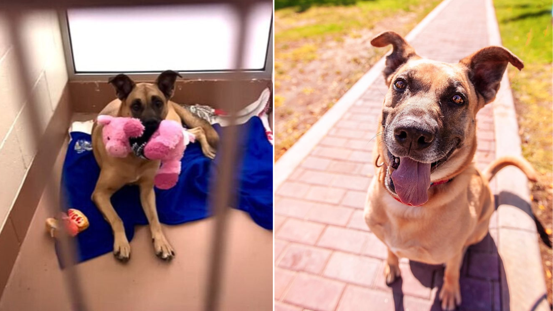 dog with stuffed animal