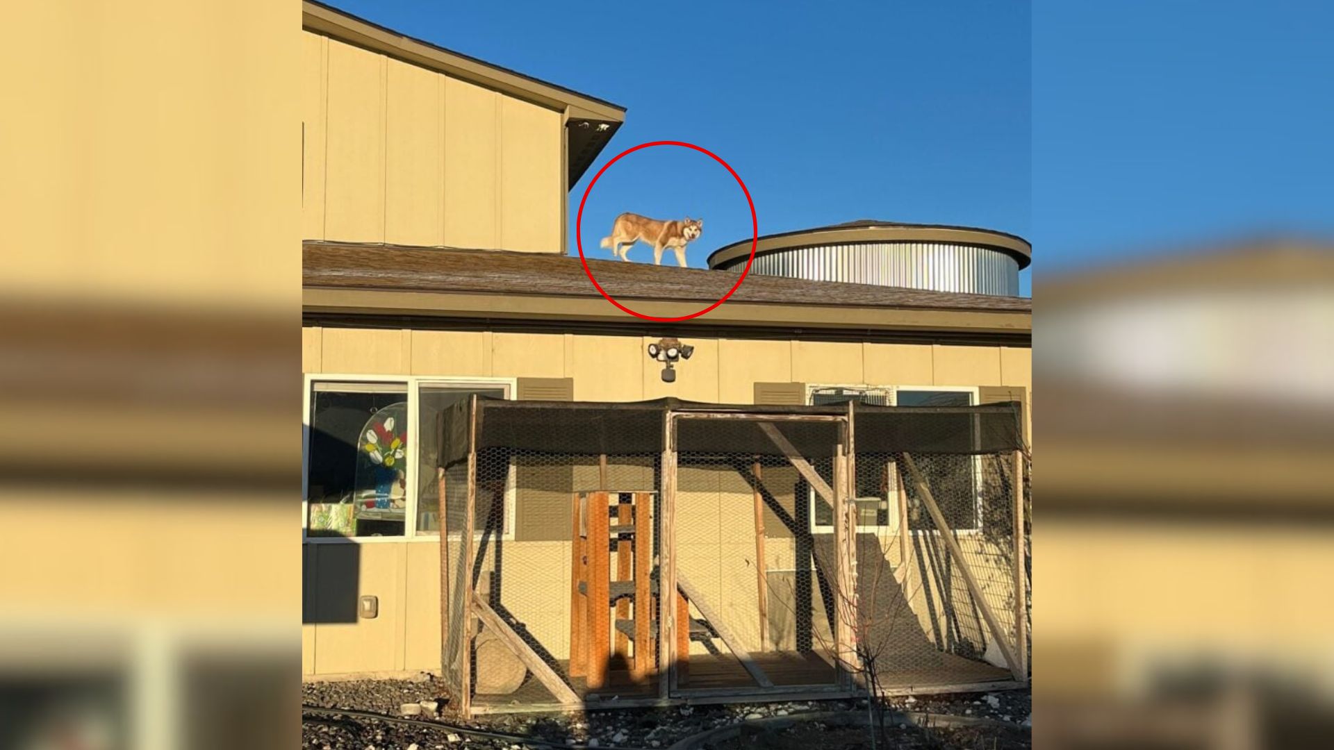 Why This Washington Husky Risked Everything