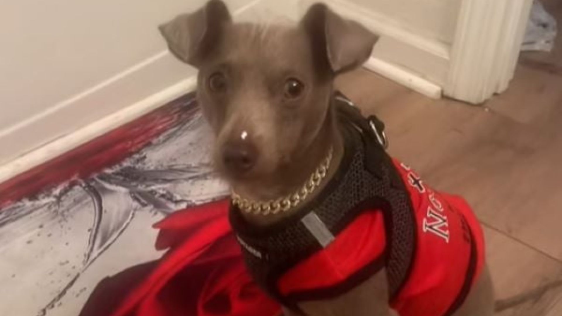 brown dog in the department