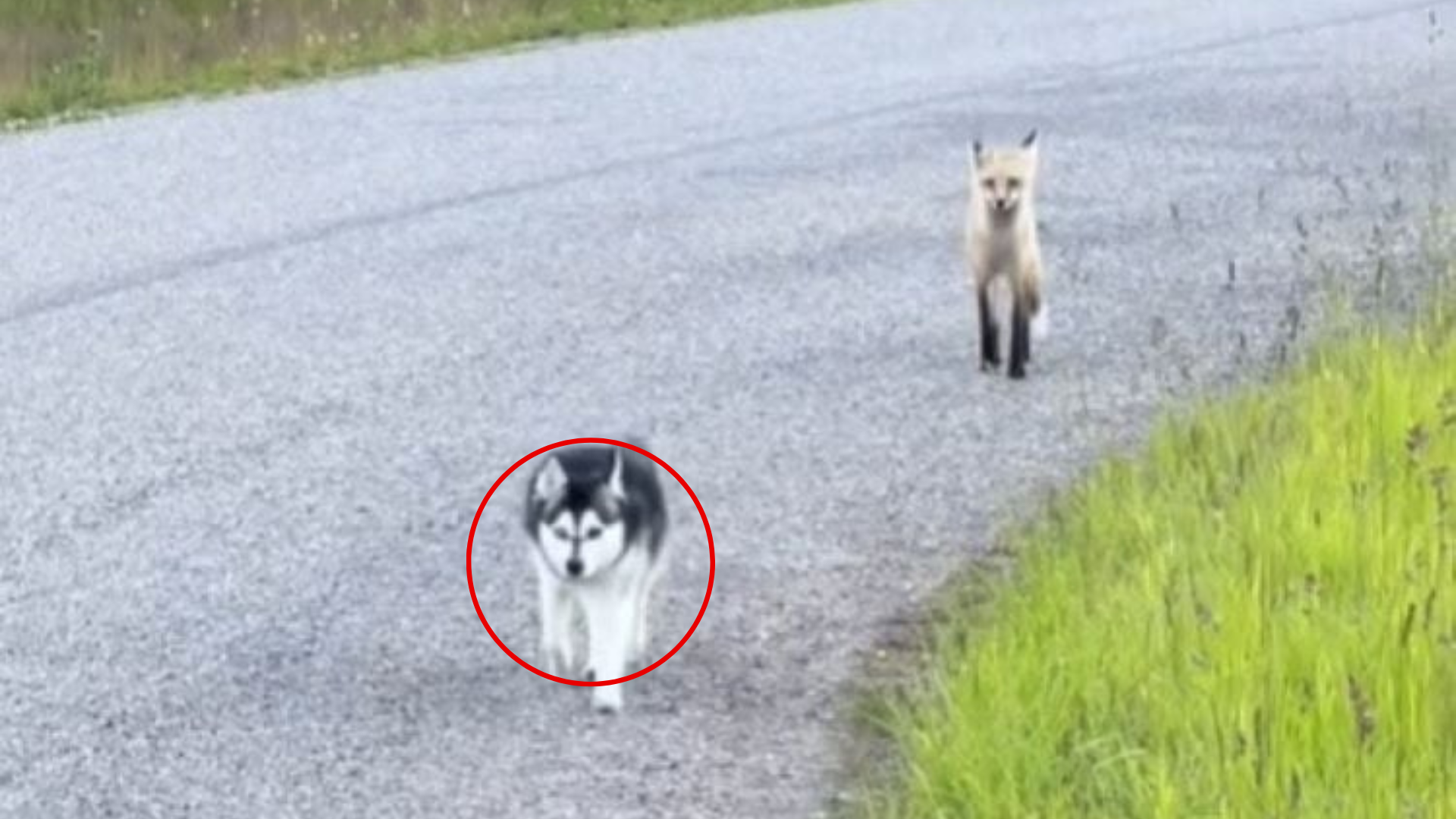 dog and fox