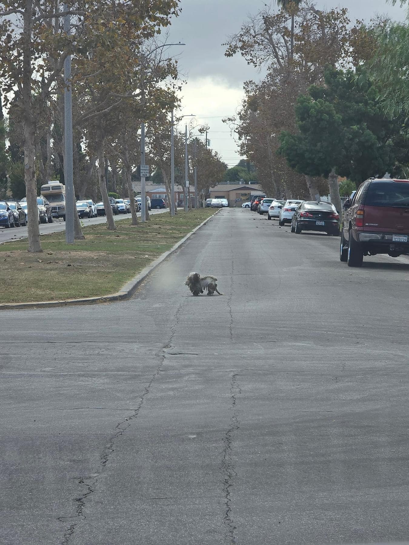 a shaggy dog is standing on the road