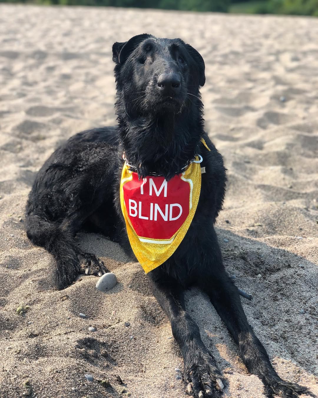 black dog on beach