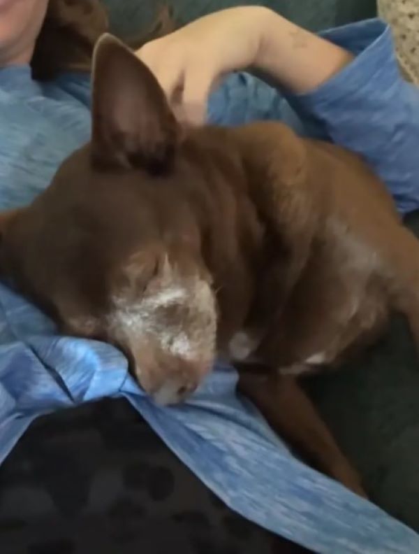brown chihuahua