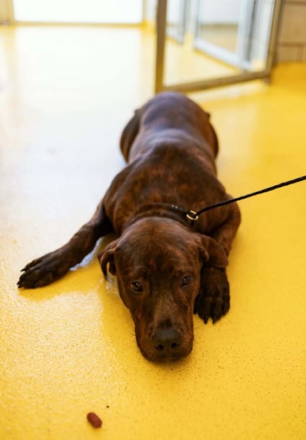 brown dog laying on floor
