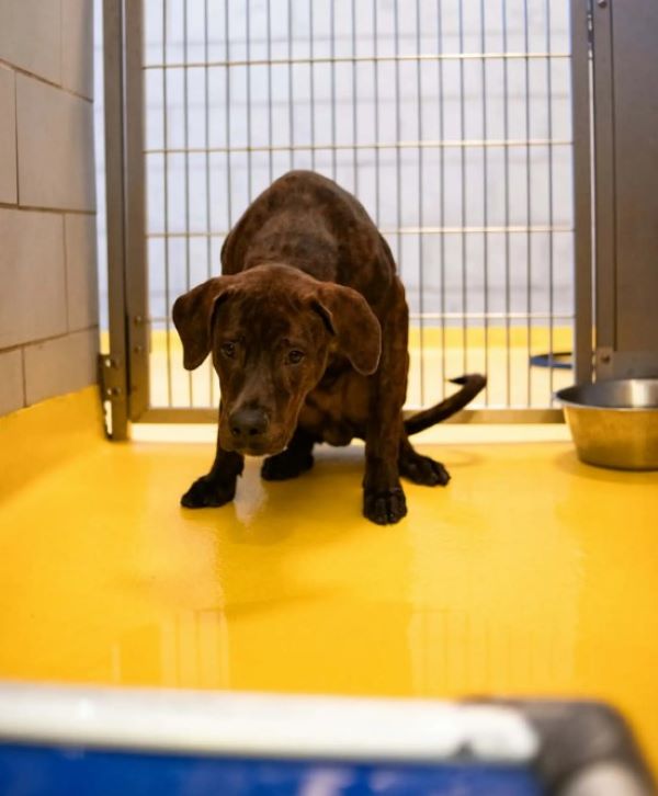 brown pup in shelter