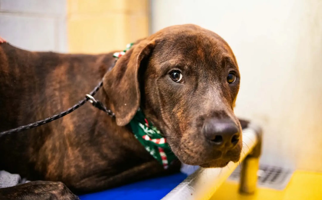 brown shelter pup