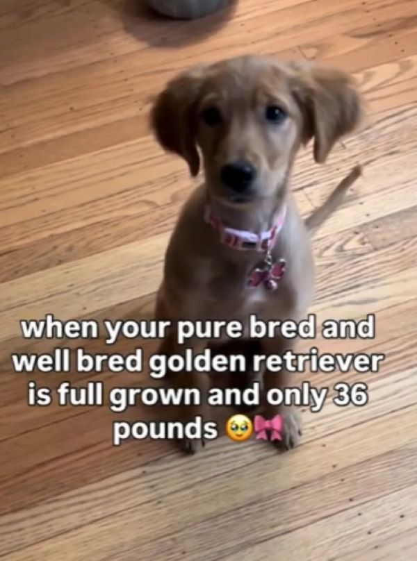 cute dog sitting down