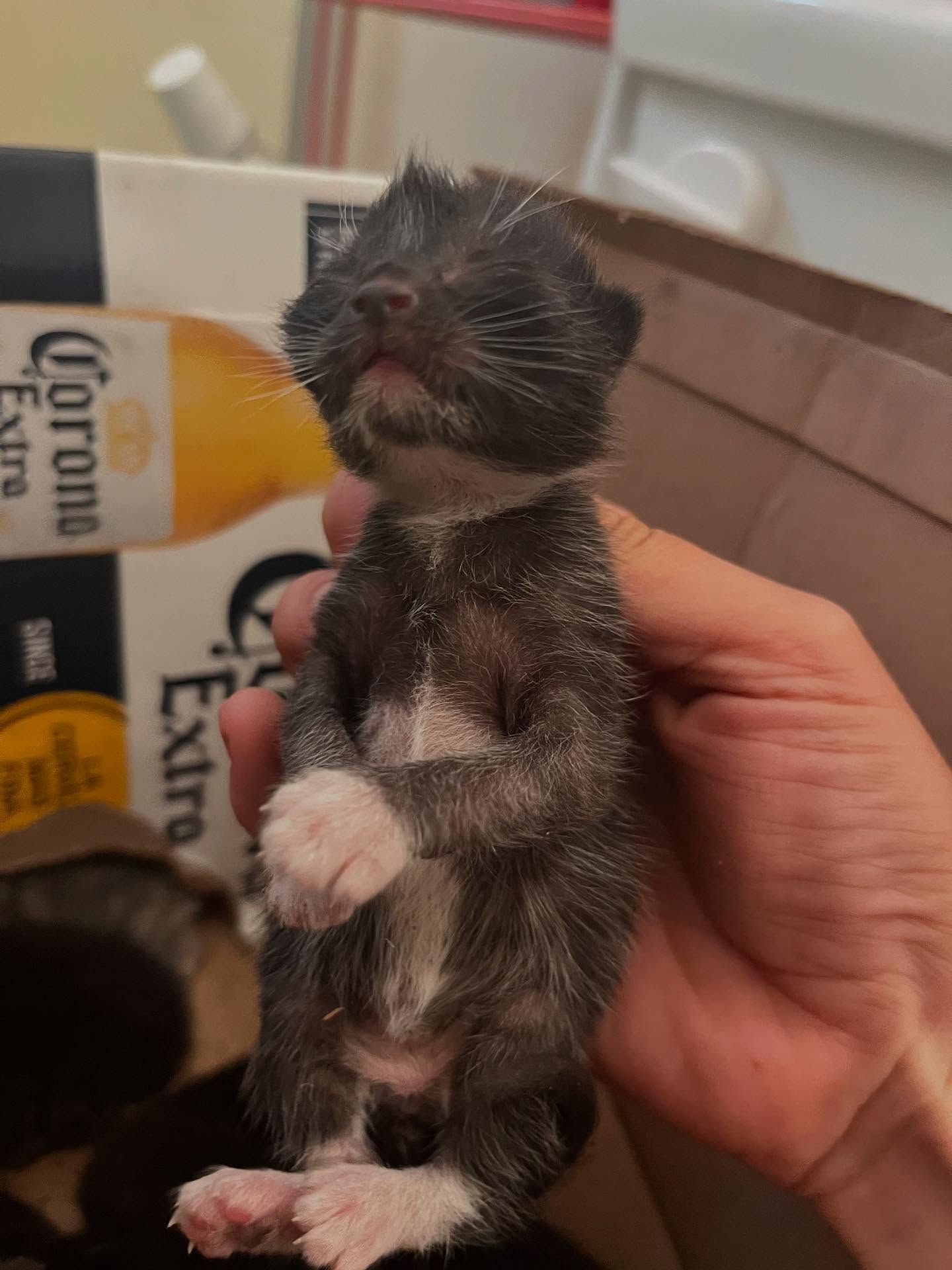 cute gray newborn kitten