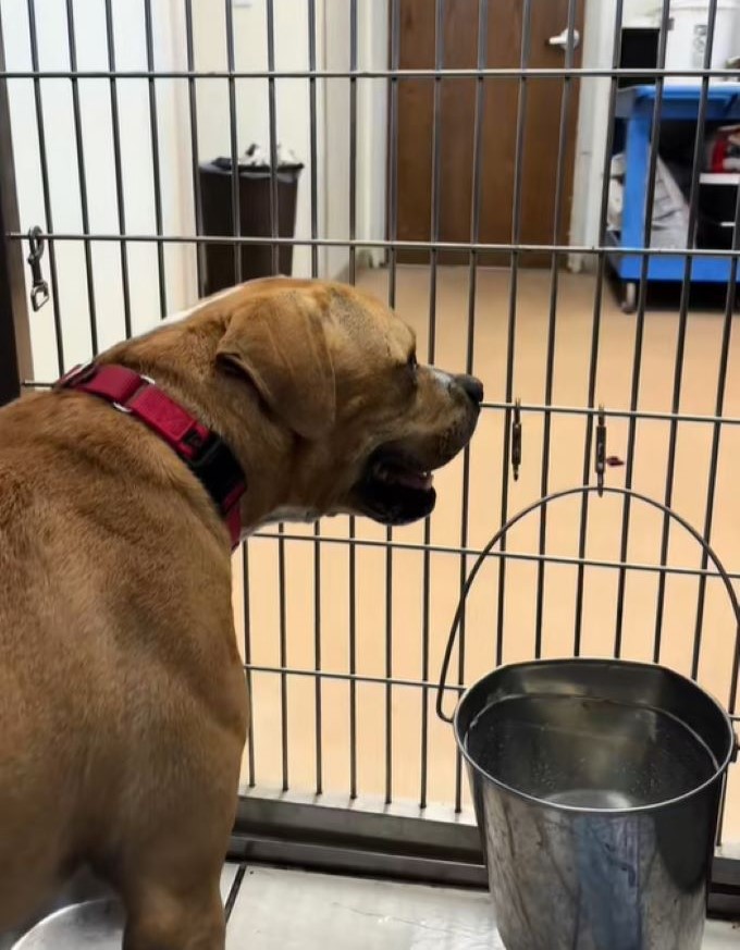 dog and bucket in shelter