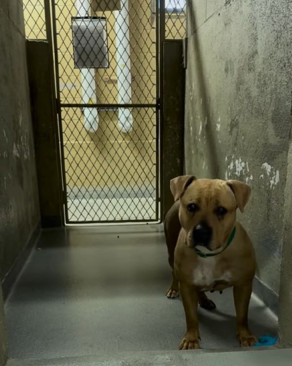 dog in shelter