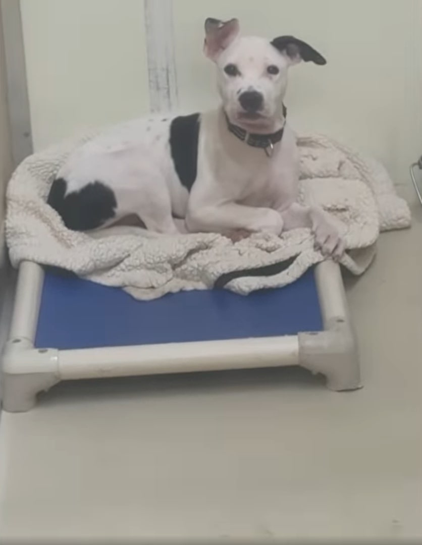 dog laying in shelter