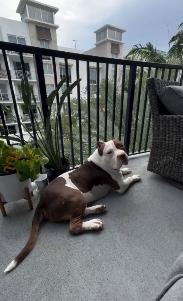 dog laying on balcony