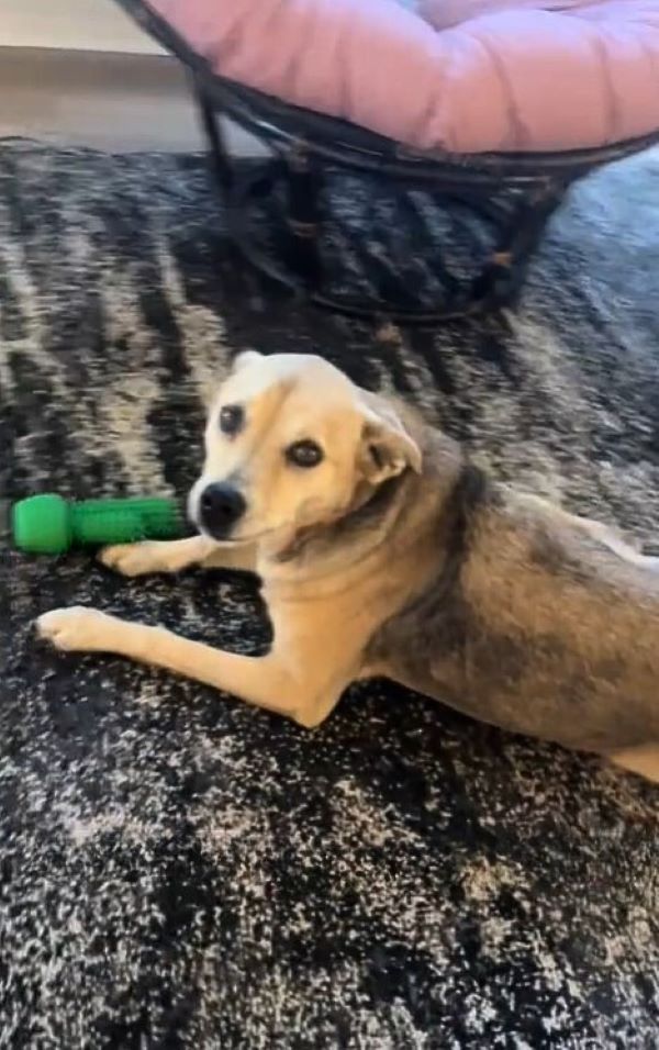 dog laying on carpet